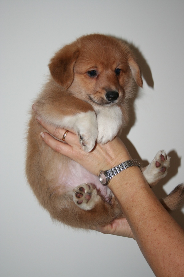 Puppies
